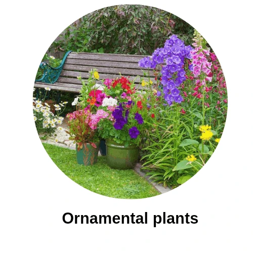 Ornamental Plants